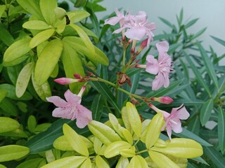 Flowers Bloom in the Quiet Morning