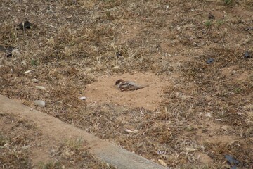 sparrow bird with wings out in dirt pile on garden ground 