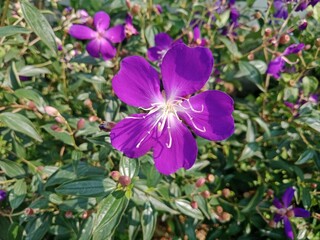 Fototapeta premium Flowers Bloom in the Quiet Morning