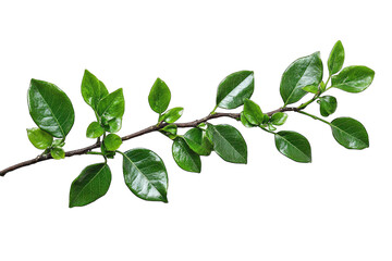 A Single Branch With Lush Green Leaves Isolated On A Transparent Background