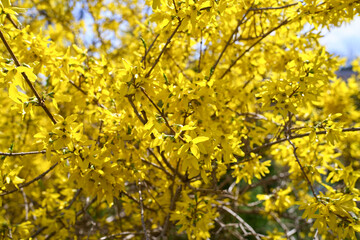 Yellow Flowering Forsythia Shrub Blooming in the Spring Season