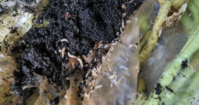 A lot of maggots on a garbage pile,Larvae of Black Soldier Fly (Hermetia illucens) Garbage from homes and communities