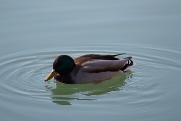 Fototapeta premium Majestic duck with blue and green head and yellow beak floating in peaceful tranquil water close up