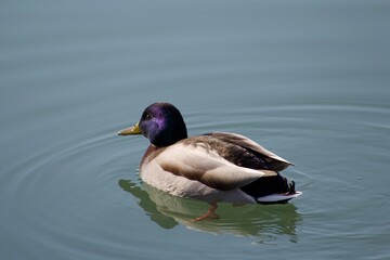 Fototapeta premium Majestic duck with blue and green head and yellow beak floating in peaceful tranquil water close up