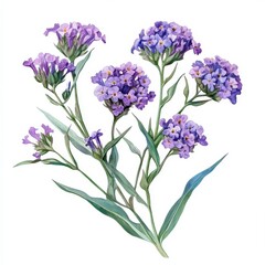 Obraz premium Watercolor Painting of a Delicate Purple Flower Bouquet on White Background