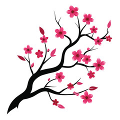 Silhouette of cherry blossom branch in bloom on white background