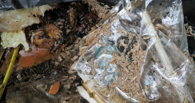 A lot of maggots on a garbage pile,Larvae of Black Soldier Fly (Hermetia illucens) Garbage from homes and communities