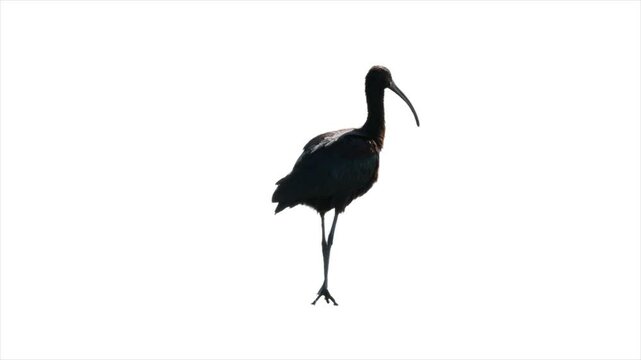 Ibis bird, isolated on white background, fluffs plumage in silhouette
