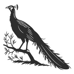 Silhouette Illustration of a LongTailed Bird Perched on a Branch Against White Background