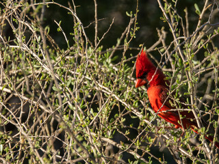 Northern Cardinal