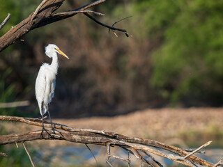 Great Egret