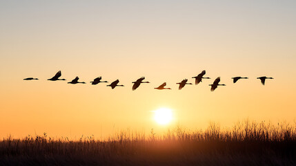 birds on sunset