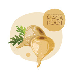 Maca root organic vegetable, superfood vector illustration,