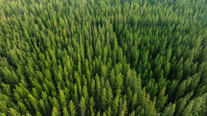 aerial view of dark green forest Abundant natural ecosystems of rainforest. Concept of nature forest preservation and reforestation	