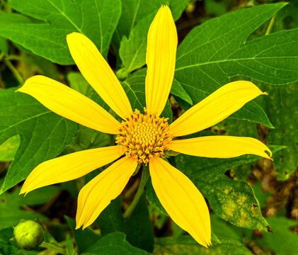 Helianthus decapetalus, known by the common names thinleaf sunflower,thin-leaved sunflower and woodland sunflower is a perennial forb in the family Asteraceae
