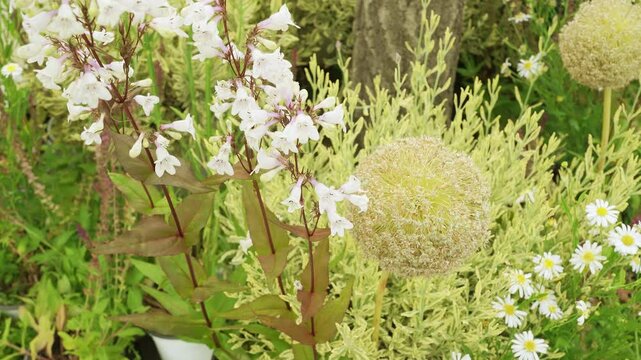 Colorful Garden with Penstemon, Allium, and Wildflowers