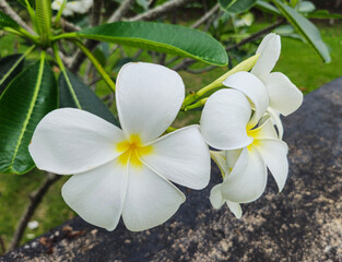 White Frangipani flower Plumeria alba with green leaves