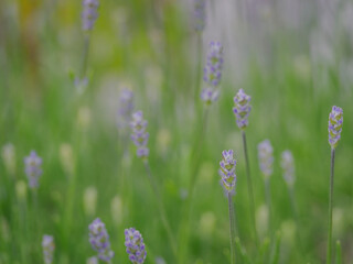 Purple lavender flowers outdoors on a plant.
