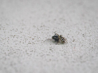 A jumping spider holding a black fly.
