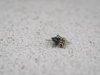 A jumping spider holding a black fly.

