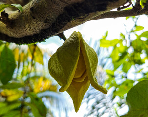 Soursop or Prickly Custard Apple flower. (Annona muricata L.) Treatment of cancer.