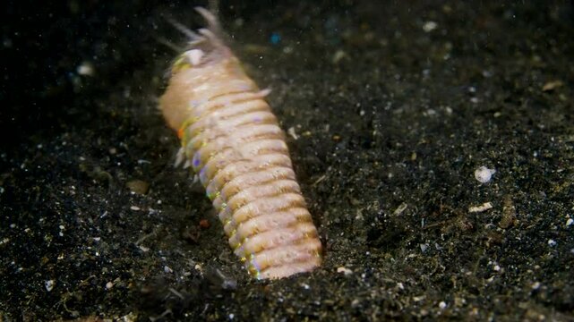 Bobbit worm, underwater alien killer, hiding in the sand waiting for prey, with colorful markings on its body, night diving, Lembeh Strait, Norther Sulawesi, Indonesia