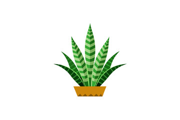 Snake plant