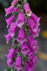 Foxglove digitalis purple dotted flower bunch close up - poisonous flower