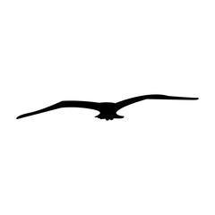Fototapeta premium Bird icon