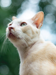 orange cat sit in fresh green park garden after rain.