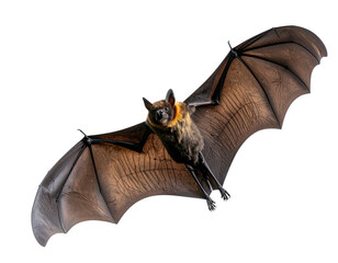 Soaring Nocturnal Creature with Outstretched Wings.