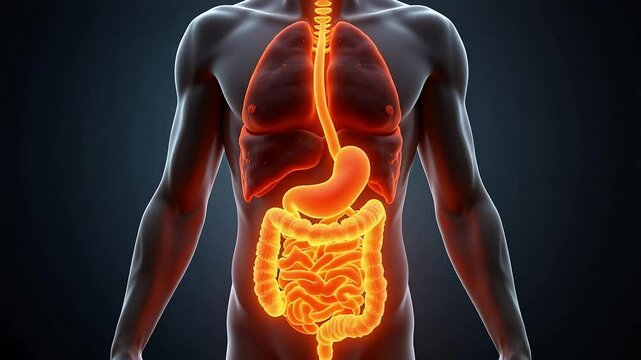 Human Anatomy Digestive System Organs Internal Structure 3D Model Medical Illustration