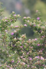 Aesthetic little pink purple flowering plant in san diego