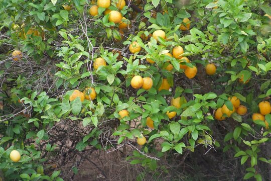 Locally grown organic lemons on lemon tree in a san diego backyard - Powered by Adobe
