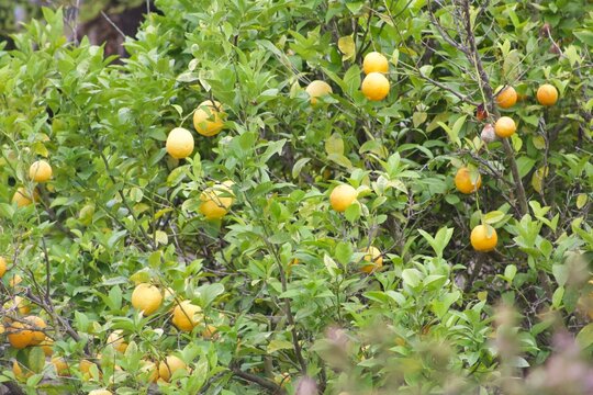 Locally grown organic lemons on lemon tree in a san diego backyard