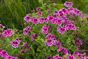 Pretty vibrant pink african geranium flowers in garden