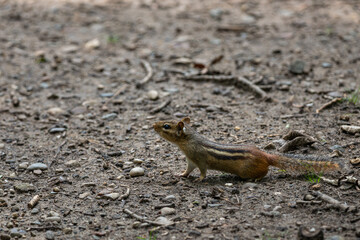 Eastern chipmunk stretching out on some barren ground