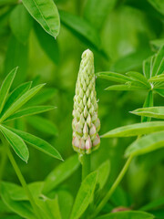 Lupine multifoliate and its green flowers.
