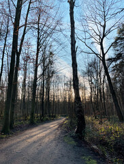 Obraz premium Hiking trail at Ohligser Heide natural reserve during a winter season in Solingen, North Rhine-Westphalia, Germany