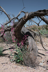 Dead Mesquite with Wildflowers