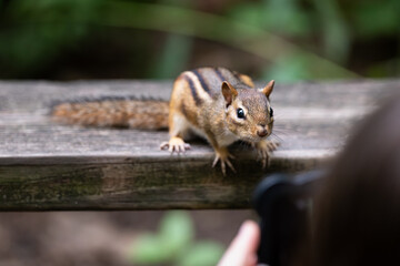 Eastern chipmiunk posing on a bench while a person takes a picture