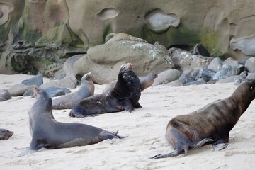 Sea lions with head up arching back in la jolla cove