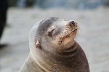 Sea lion head cose up with eyes closed