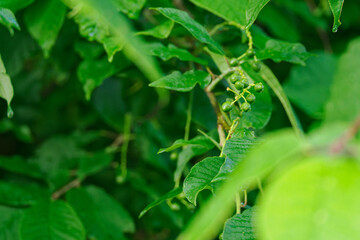Green balls of the fruit of the common mountain ash.

