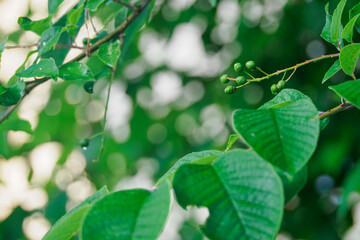 Green balls of the fruit of the common mountain ash.
