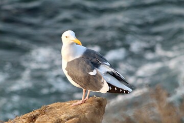 Seagull close up with ocean backdrop in la jolla cove