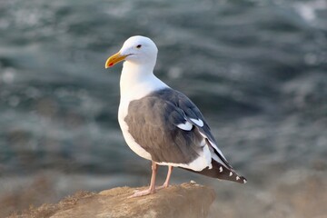 Obraz premium Seagull close up with ocean backdrop in la jolla cove