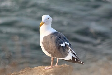 Seagull close up with ocean backdrop in la jolla cove