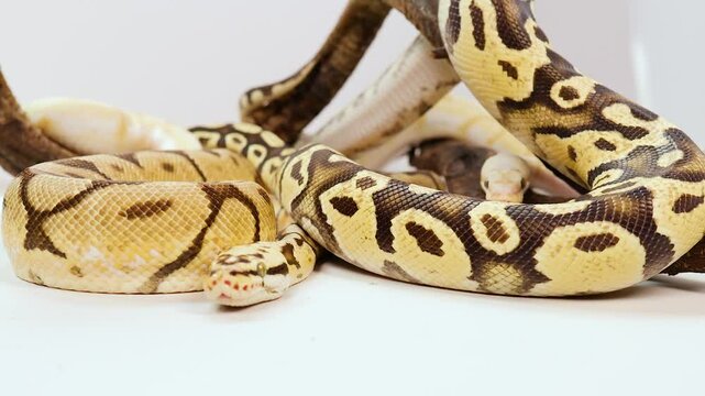 Ball Python Coiled in Natural Habitat