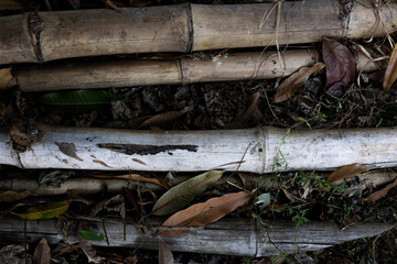 Bamboo Is Left On The Ground